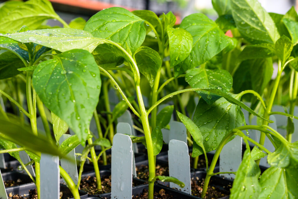 Seedlings